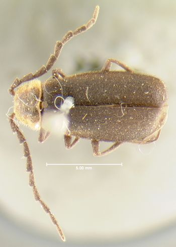 Media type: image;   Entomology 35079 Aspect: habitus dorsal view